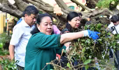 Bí thư, Phó Bí thư Thành ủy Hà Nội cùng nhân dân dọn dẹp cây đổ, vệ sinh môi trường