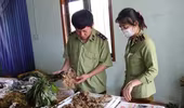 Bắt vụ vận chuyển sâm Ngọc Linh giả tại "thủ phủ sâm thật”
