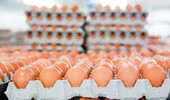 Nhập 84.000 tấn muối và gần 800.000 trứng gia cầm trong năm nay