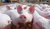 Giá lợn hơi tăng liên tục, cao nhất 67.000 đồng/kg