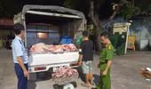 Ngăn chặn kịp thời gần 1,4 tấn thịt lợn ôi thiu đang trên đường tiêu thụ