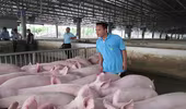 Giá lợn hơi xuống thấp, tái đàn gặp khó khăn