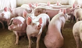 Liệu có đủ thịt lợn phục vụ dịp Tết?