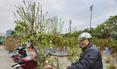 Sáng 29 Tết: Đào, quất, mai, lan Tết "xả hàng", giảm giá mạnh