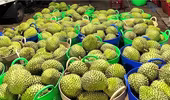 Sầu riêng tươi xuất khẩu tiếp tục bị kiểm soát chặt