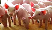 Giá thịt lợn tăng 1,74% trong tháng 2