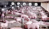 Giá lợn hơi bắt đầu giảm nhẹ
