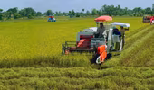 Giá gạo xuất khẩu của Việt Nam có xu hướng tăng trở lại