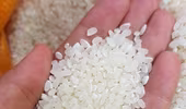 Thêm doanh nghiệp muốn nhập khẩu gạo chất lượng cao từ Việt Nam
