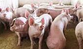Giá lợn hơi giảm mạnh, mất mốc 80.000 đồng/kg