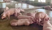Giá lợn hơi xuống dưới 60.000 đồng/kg
