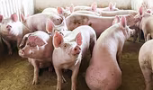 Giá lợn hơi có dấu hiệu phục hồi