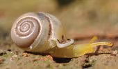 Thái Lan: Phát hiện loại ốc sên "cầu vồng"