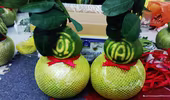 Bưởi hồ lô - Trái lạ chơi Tết  