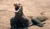 Xem rồng Komodo giết trâu rừng chỉ với 1 cú đớp