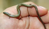 Hoảng sợ phát hiện "rắn có chân"