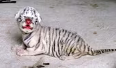 Hình ảnh hổ trắng mới chào đời tại Nghệ An