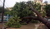 HN: Mưa lớn, cây đổ đè 1 tài xế taxi tử vong