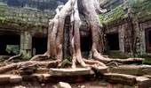 Những bộ rễ cây khổng lồ, đáng sợ ở đền Ta Prohm (P5)