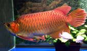 Ngắm con cá Rồng, trị giá cả trăm triệu đồng