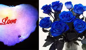 Gối trái tim, hoa hồng xanh- hàng "độc" ngày Valentine