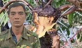 Thủ phạm hủy hoại hàng trăm cây đào thế của người dân huyện Mê Linh đã bị bắt