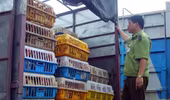 Phát hiện cán bộ tiếp tay tiêu thụ gà không rõ nguồn gốc