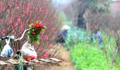 Những người mải mê tô cho xuân thêm thắm