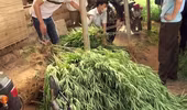 Đánh sập nhiều đường dây tội phạm ma túy xuyên quốc gia