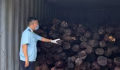 Ngụy trang tinh vi để vận chuyển gần chục tấn gỗ quý 