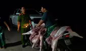 Công an Hà Nội triệt phá đường dây giết mổ, tiêu thụ thịt lợn nhiễm dịch tả châu Phi
