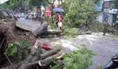 Nhiều cây đổ, gãy do mưa lốc 