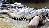 Cho cá sấu ăn, một phụ nữ bị cắn cụt tay