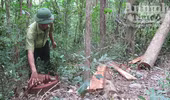Kiểm lâm bất lực nhìn rừng "chảy máu"
