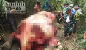 Truy tìm thủ phạm giết và xẻ thịt voi rừng