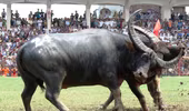 Kịch tính Lễ hội chọi trâu Đồ Sơn 2013