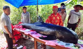 Chịu lỗ hàng chục triệu đồng, đưa cá voi 5 tấn về đất liền an táng
