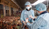 Cúm A/H5N6 bùng phát ở khu vực đông bắc Trung Quốc