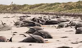 Kỳ lạ: Gần 100 con cá voi cùng mắc cạn ở New Zealand