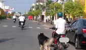 Lưu ý: Chở, dắt chó chạy theo xe máy có thể bị phạt tới 14 triệu đồng