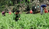 Triệt phá 3.800 cây thuốc phiện 'vô chủ' được trồng giữa rừng sâu, núi đá