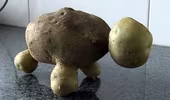 Củ khoai tây hình con rùa