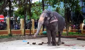 Voi đoàn xiếc quật chết học sinh ở Lào Cai