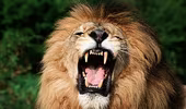 Bị sư tử vồ trong lúc đang ân ái với bạn trai