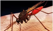Xét nghiệm mới phát hiện sốt rét kháng thuốc