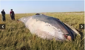 Phát hiện cá voi mắc kẹt trên đồng cỏ