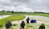 Áo xanh - cầu vai đỏ ngâm mình trong biển nước, cứu lúa giúp người dân