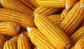 Ngô biến đổi gen chính thức được chứng nhận an toàn sinh học