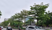 Vì sao phải thay thế cây phong trên trục đường Nguyễn Chí Thanh - Trần Duy Hưng?