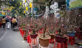Cấm đường nhiều tuyến phố cổ để tổ chức Chợ hoa Xuân Nhâm Dần